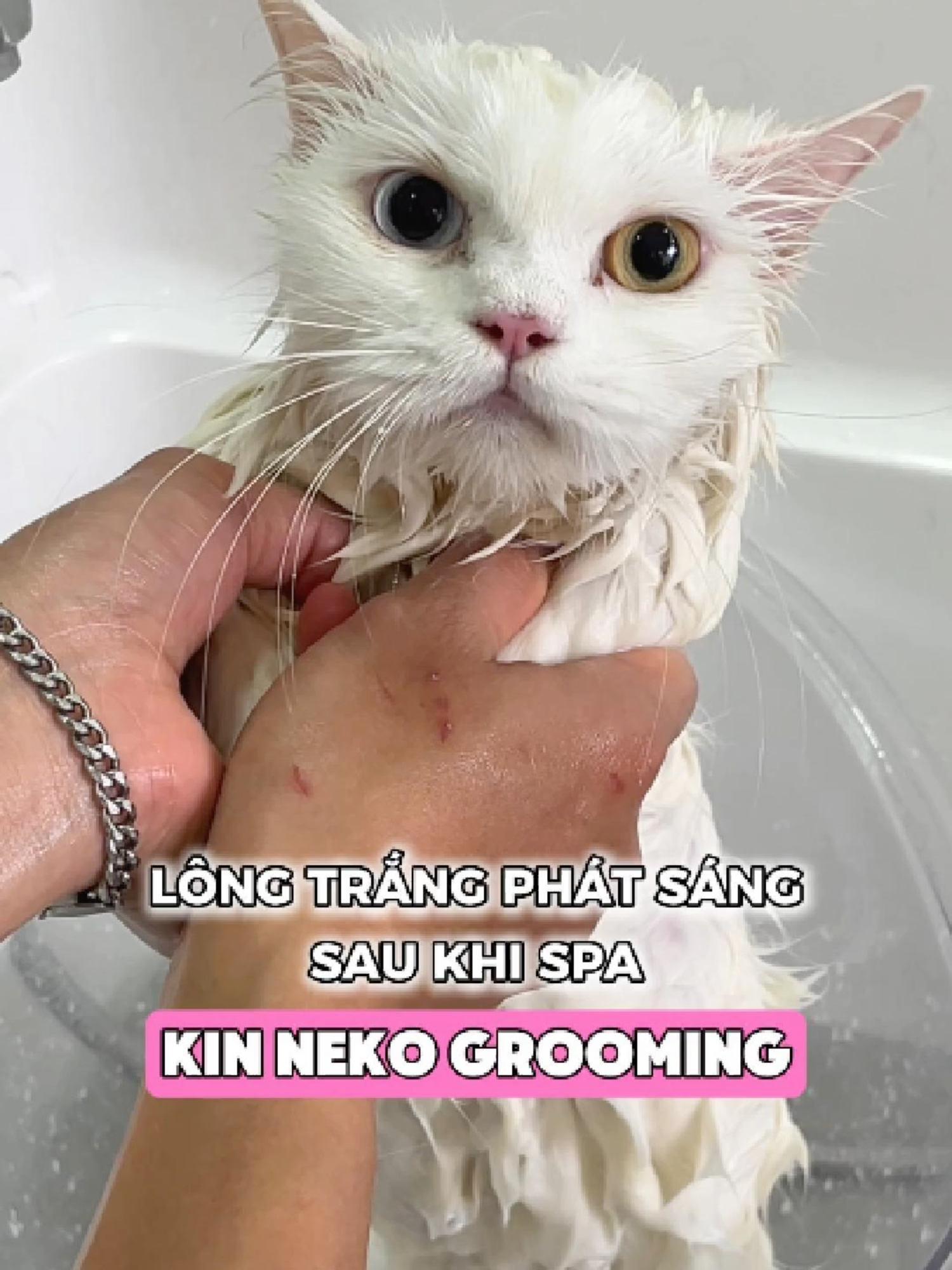 Bé mèo chân ngắn lông trắng phát sáng sau khi đi spa | Kin Neko Grooming #kinneko #kinnekogrooming #spachomeo #petspa #petgrooming