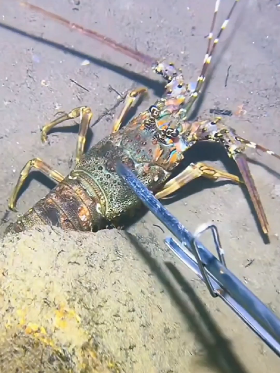 #diving #crab #catchthesea #seaside #seafood #fish #eel #lobster #seangsolofishing