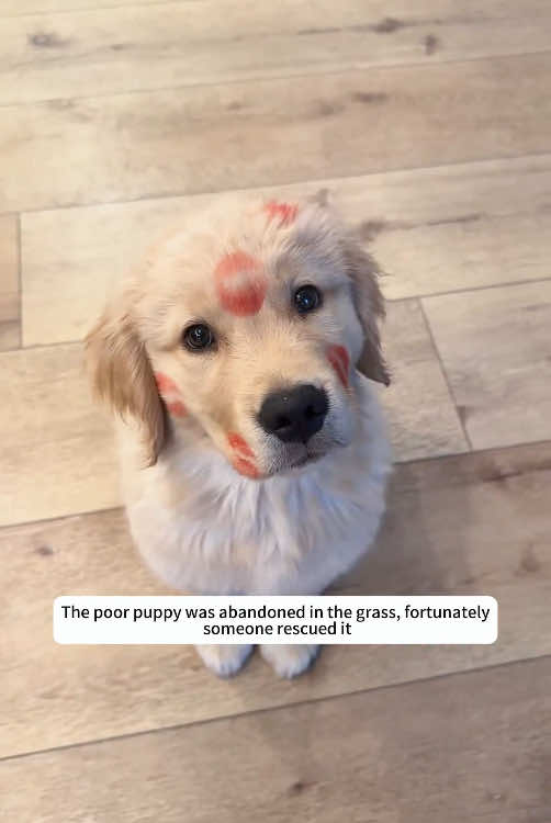 Poor puppy was abandoned #rescueanimals #rescue #helpinganimals #animallover #animal #dog 