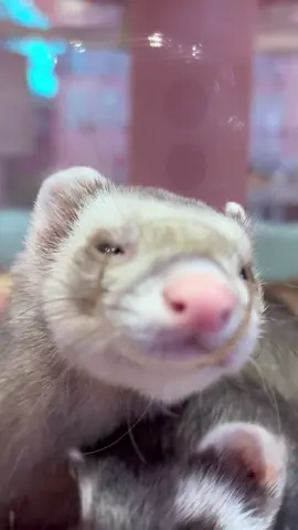 自己主張つよいお2人さん😅 #フェレット#フェレットタ#アピールタイム東#原宿f#東京e#ferret #cafea#animali#kawaiio#Tokyo