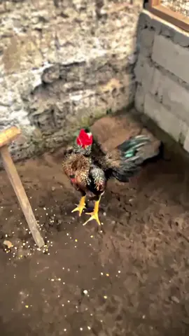 yang mau anakanya yok #HKFarm #pamamesuwan #pamasaenkhon 