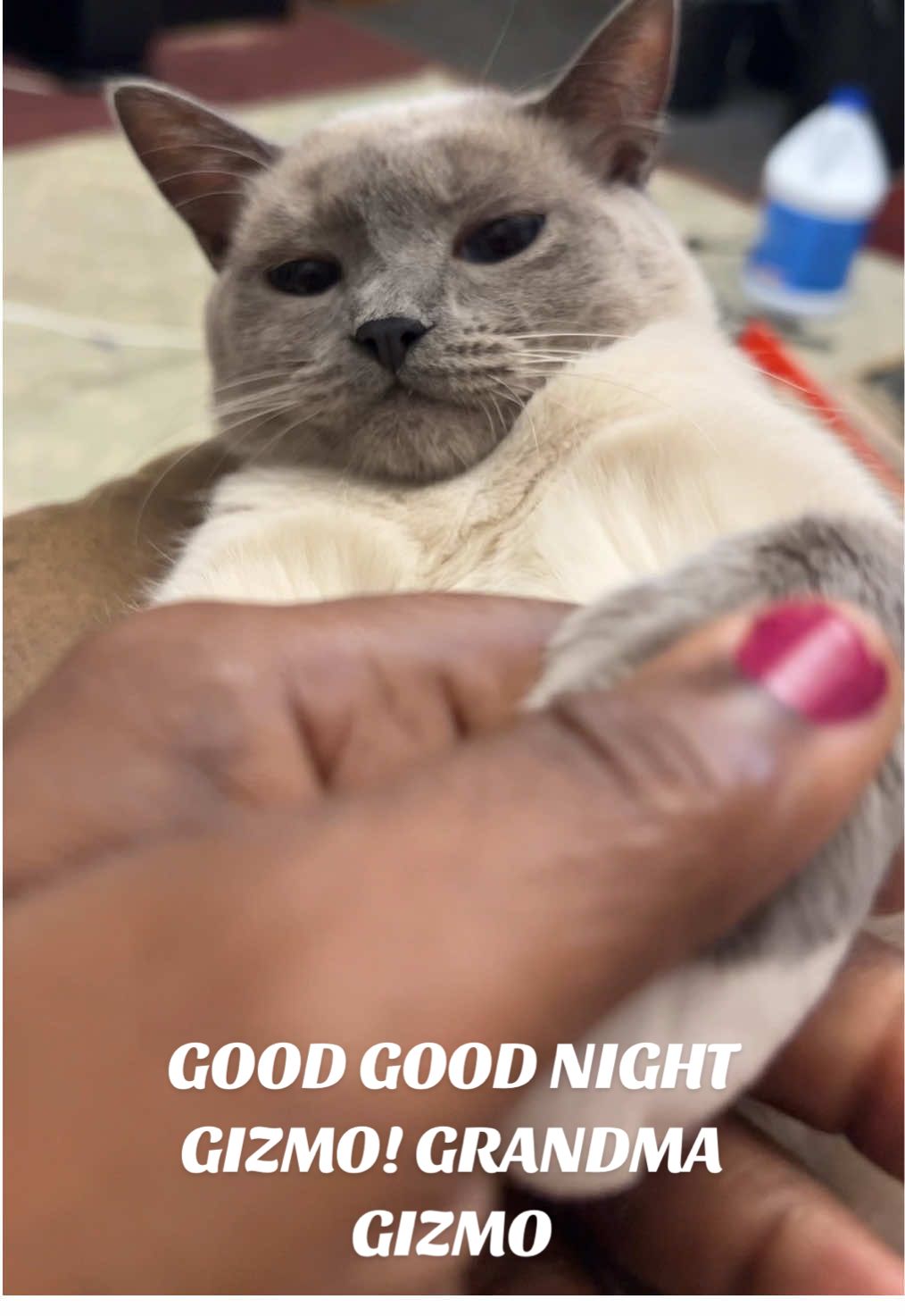 GOOD GOOD NIGHT GIZMO#GRANDMA 