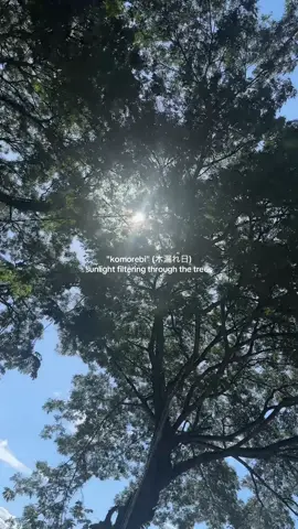 today i learned a new Japanese word: komorebi (木漏れ日)  i've always loved the way sunlight dances through leaves… i just didn’t know it had a name. 🌞🍃✨  #komorebi #sunlight #trees #nature  #japanese #lifeisbeautiful #fyp 
