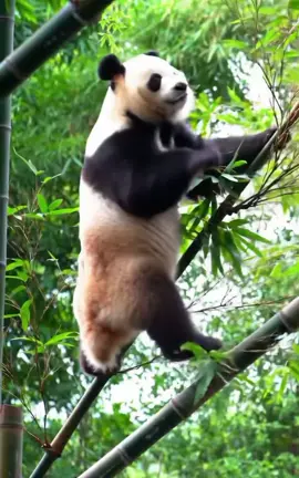 Panda climbs a bamboo tree#panda 