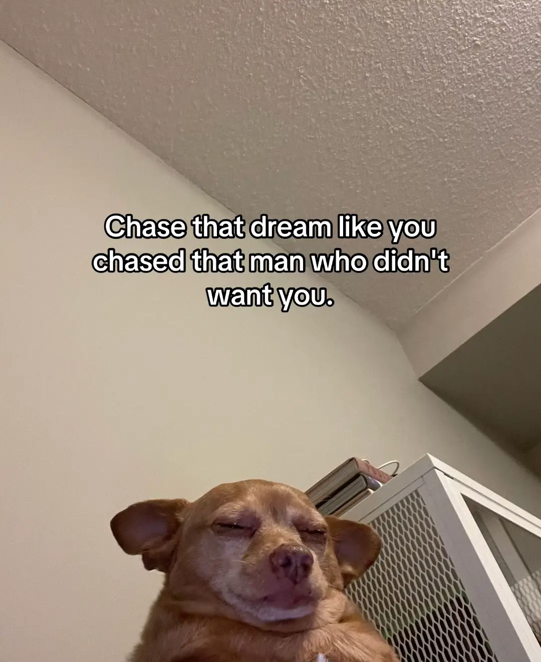 #relatable #fr #famousdog #tiktoknigeria🇳🇬 