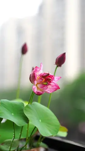 Mưa rơi ,sen nở ,lòng người lặng thinh. Có những điều đẹp nhất… chỉ đến khi yên tĩnh.#hoatam #tradao #binhyen 