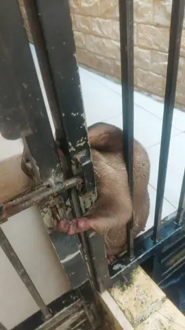 Chiko ngambek lupa dibukain pintu🤣🤣🦦🦦 #chikaotter #berangberang #foryou #happyotter #otterlover #viral #ottersoftiktok #fyp #tiktok #berangberang#viralvideo  #foryoupage❤️❤️ 