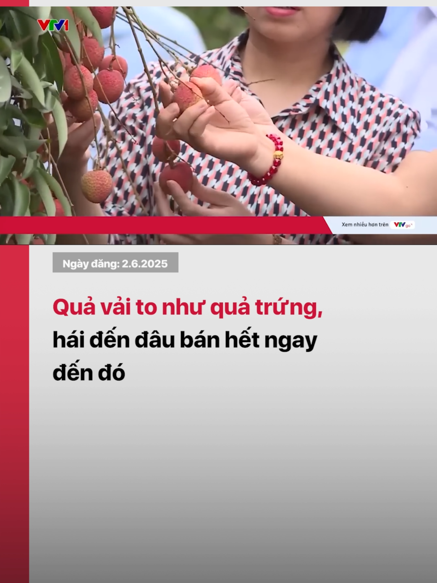Giống vải trứng - tên gọi đặt theo kích cỡ quả vài to như quả trứng gà đang được người tiêu dùng săn đón, bởi vị ngọt và dày cùi #vtv24 #vtvdigital #tiktoknews #vaithieu