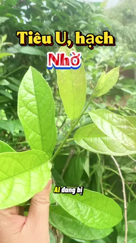 Cây tiêu u hạch, phòng ngừa ung thư. #songkhoe247 #caythuocquanhta #viraltiktok #viralvideo #cayxaden 