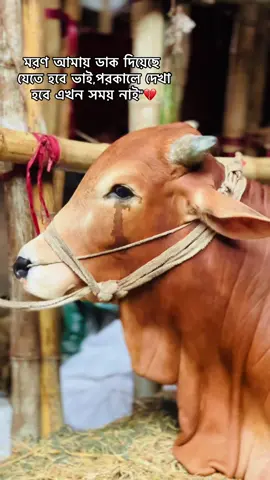🥹💔#cowlovers#sakibchowdhury125 