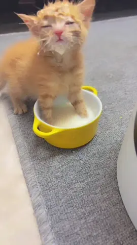 Kittens are the cutest 🥰 #cat #cats #catsotiktok #fypシ #fypシ゚ #funny #pet #cute #fyp 