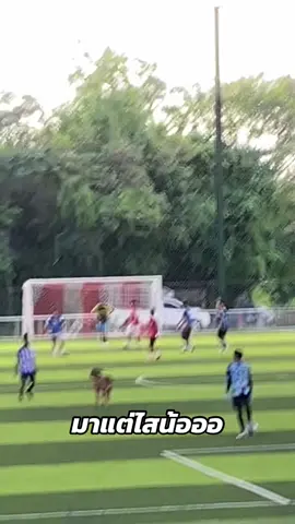 สนามเรายินดีต้อนรับทุกท่านแม้กระทั่งวัว😂 #bbsportbestสนามฟุตบอลหญ้าเทียม #ฟีดดดシ 