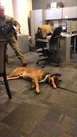 Hilarious Police Dogs: When Duty Meets Derp 🐾👮‍♂️#fyp #pet #funny #dog 