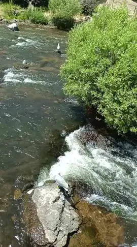 Erciş balık Bendi ♥️♥️