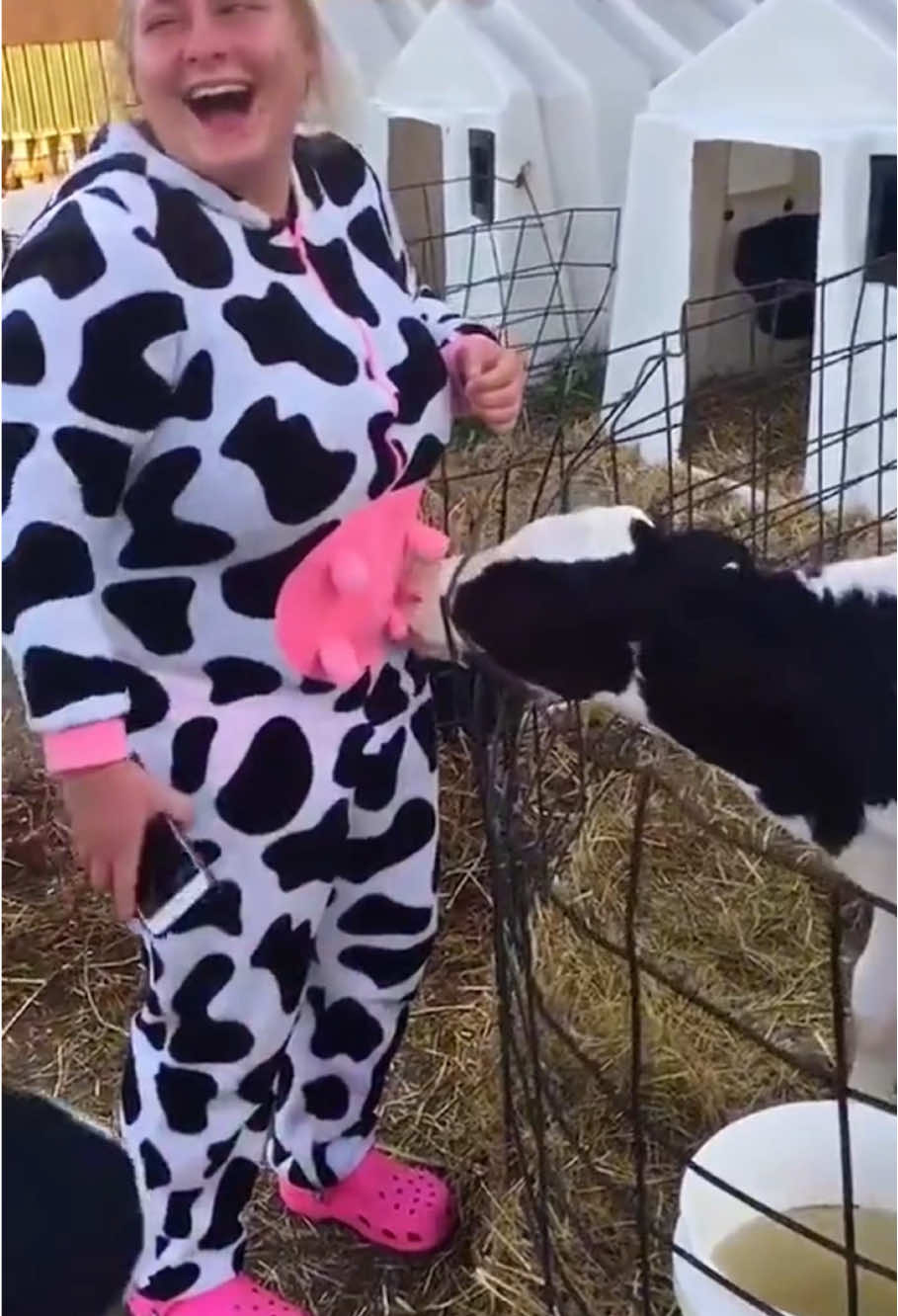Funny cow😂🐄🐮#cow #cat #funny #for #fyp #funnyvideo #animal #animalsoftiktok #usa #pets