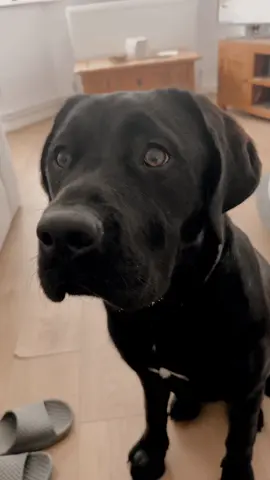 The face your dog makes when your eating cheese 🧀 😂 #fyp #fypageシ #cheese #dogsoftiktok 