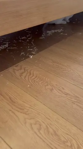 Rabbits have very sharp teeth #bunny #rabbit #cute #fyp #pet #animals #foryou #funnyvideos 