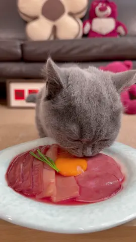 Please enjoy my feasting trigger to make you comfy! #cats #catsoftiktok #fyp #asmr #eating #asmrsounds #Foodie #pet #lovecats #cutecat 