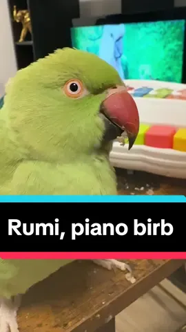 Meet the next member of the band 🤣 These things all came from their desire to get involved when i was playing music. They always wanted to press the keys on my piano so i got them their own and turned it into a training session with positive reinforcement. When in a flock individuals will mirror behaviour to encourage bonding, guess this is what they want to do, so we make it fun and engaging. Helps to challenge them. We also increase the difficulty by asking for numbers of keys they need to push and for a while cosmos knew “play a chord” meant multiple at a time 🤣 #birdsoftiktok #birdtok #birdvideos #operagal #whoisthisdiva #singingbird #singingparrot #parrotsoftiktok #whatdo #birds #pianobird