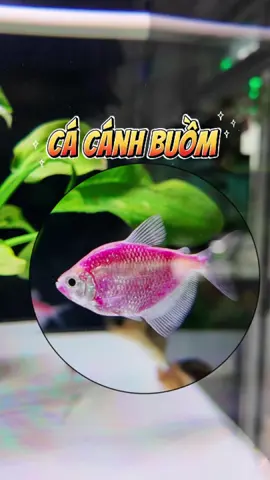 Cá cánh buồm - dòng cá của sự khởi đầu #cacanh #thuysinh #becacanh #thuysinh4u