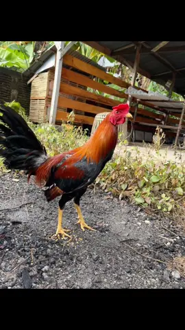 cuma ayam kampung bg ayam 🐓 #ayamfhilipinas #hobiayam #ayamboston #ayamterbang #ayamgorengupinipin 