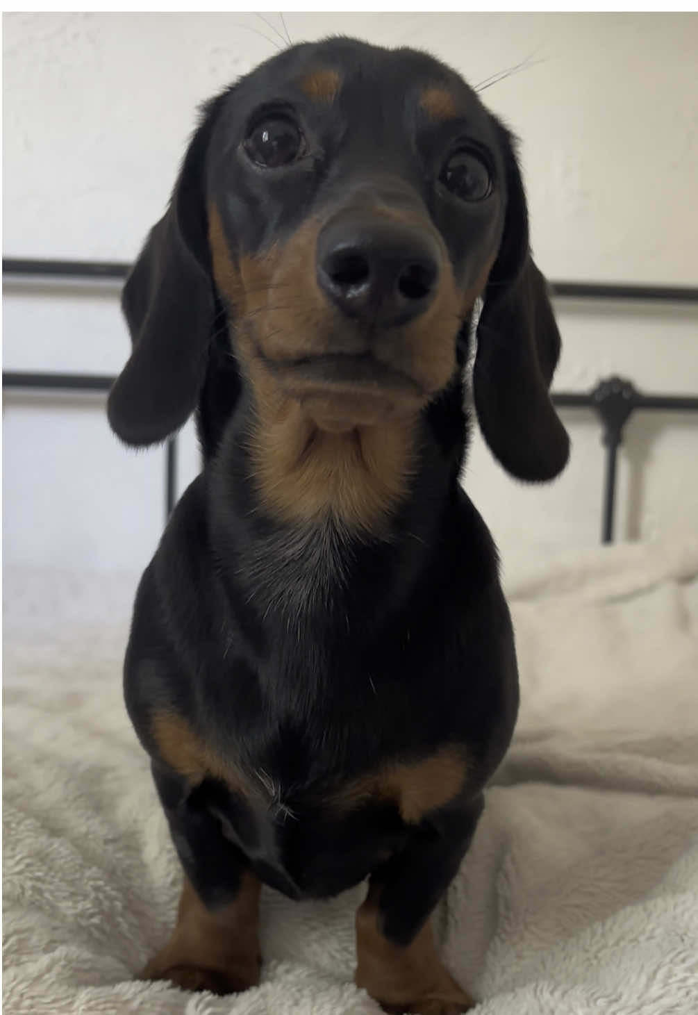 #sausagedog 