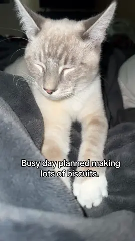 #Biscuits #cat #cats #adorable  
