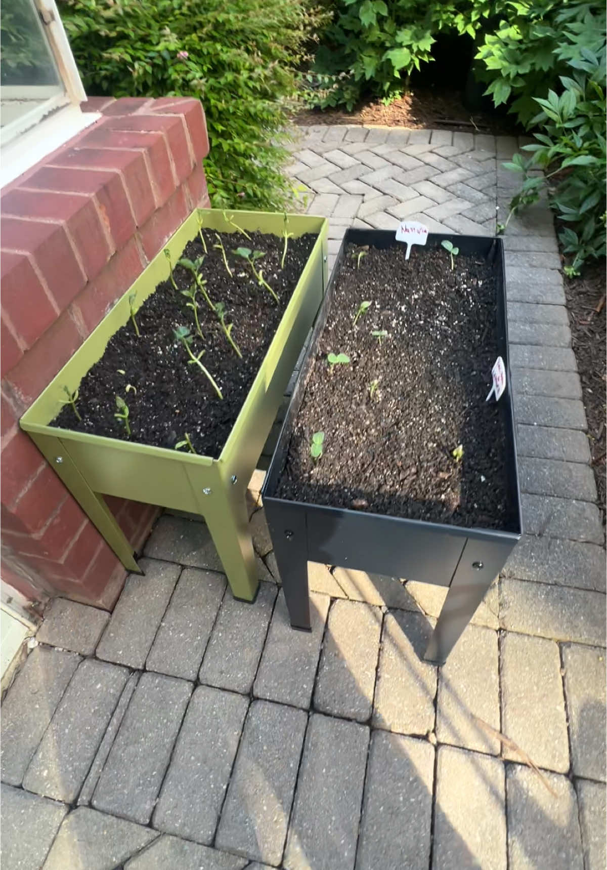 The sage green is giving #miniraisedbed #raisedgardenbeds #aldifindsoftheweek #aldigardenfinds #aldisraisedgardenbed #diygardeningbed 