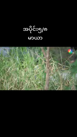 #foryou #tiktok #မာယာ #fypシ #Love #မြင်ပါများပီးချစ်ကျွမ်းဝင်အောင်လို့🥰🤭 