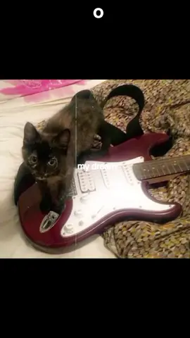 my dream 😍 meu sonho 😍 #guitarra #musica #foryoupage #fyp #k2y #teteamo #iloveyou #rock #mybaby