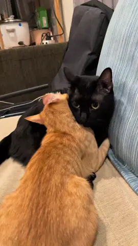 คอมฟอทโซน