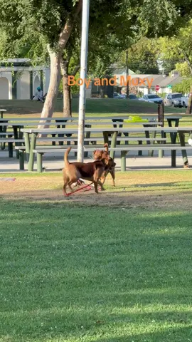 Dogs on Outting at the Park 