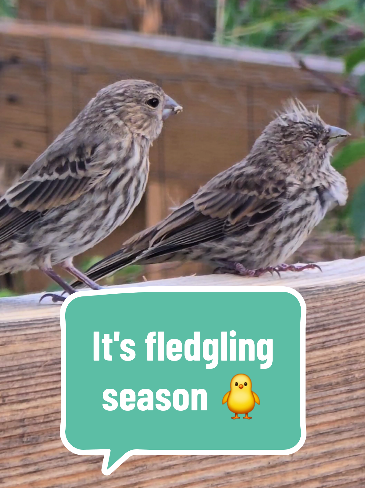 Sending strength and love to all of the Bird parents caring for their fledglings this breeding season 🐦🐥🐥🐥🙌🥹😭 They are in the trenches right now! 😭🥵🐥🐥🐥 #birds #birdtok #birdsoftiktok #funnybirds #babybirds #birdfeeder #birdfeedertok #finches #housefinch #birdsofcolorado #foryoupage #fypシ゚viral #viral 