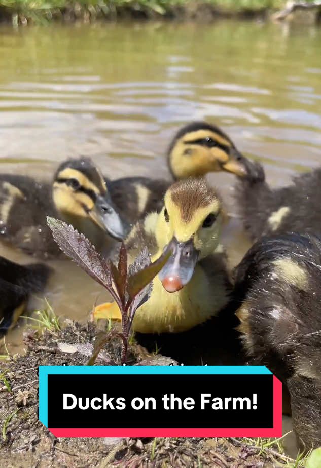 Why our first animals on the farm had to be ducks! 🦆 #ducks #farmlife #offgridliving #sustainableliving 