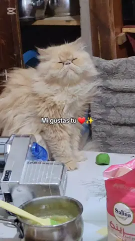 Meet Rosa 🌹 #explore #viral #trend #trending #dz #dzpower #algeria #algerie #alger #wahran #oran #31 #meryoul #meryoula #wayway #eyey #danse #rai #raimusic #rai2luxe #blida #tiaret #relizane #mostaganem #mascara #remix #kurro #flstudio #producer #chrisbrown #beef #quavo #morroco #tunisia #lybia #الشعب_الصيني_ماله_حل😂😂  #fyp #fypシ  #foryoupage #foryou #pourtoi  #xyzbca #famous #dancing #choreography  #chebkhaled #chebhasni #hasni #chebawarda #chebasabah  #hichem_tgv #migustastu 