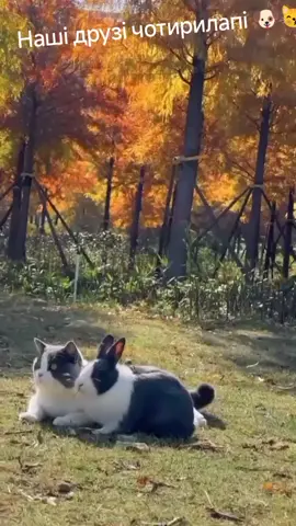 #наші #друзі♥️ #чотирилапі 