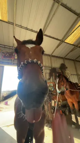 We used to go into battle on this #equestrian #horse #horsesoftiktoktok #showjumper #horseshow 