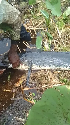 fishing communities very deep in Africa enjoy their fishing during June,♥️♥️ #fishing,#june,#swampfishing,#africancommunity,#community,#toall,#fyp,#foryourpage,#goviral,#trending,#viral,#toall 