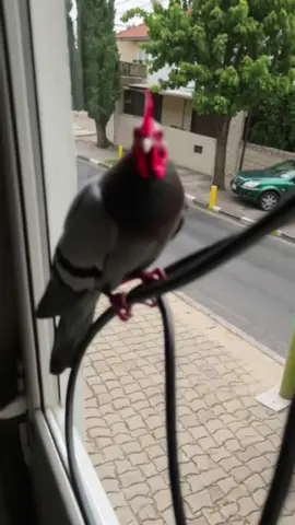 a male PICKEN - a hybrid between a chicken 🐓 and a pigeon 🦅 #picken #hybrid #pigeon #chicken #cityanimals #hybrid2025 #nature