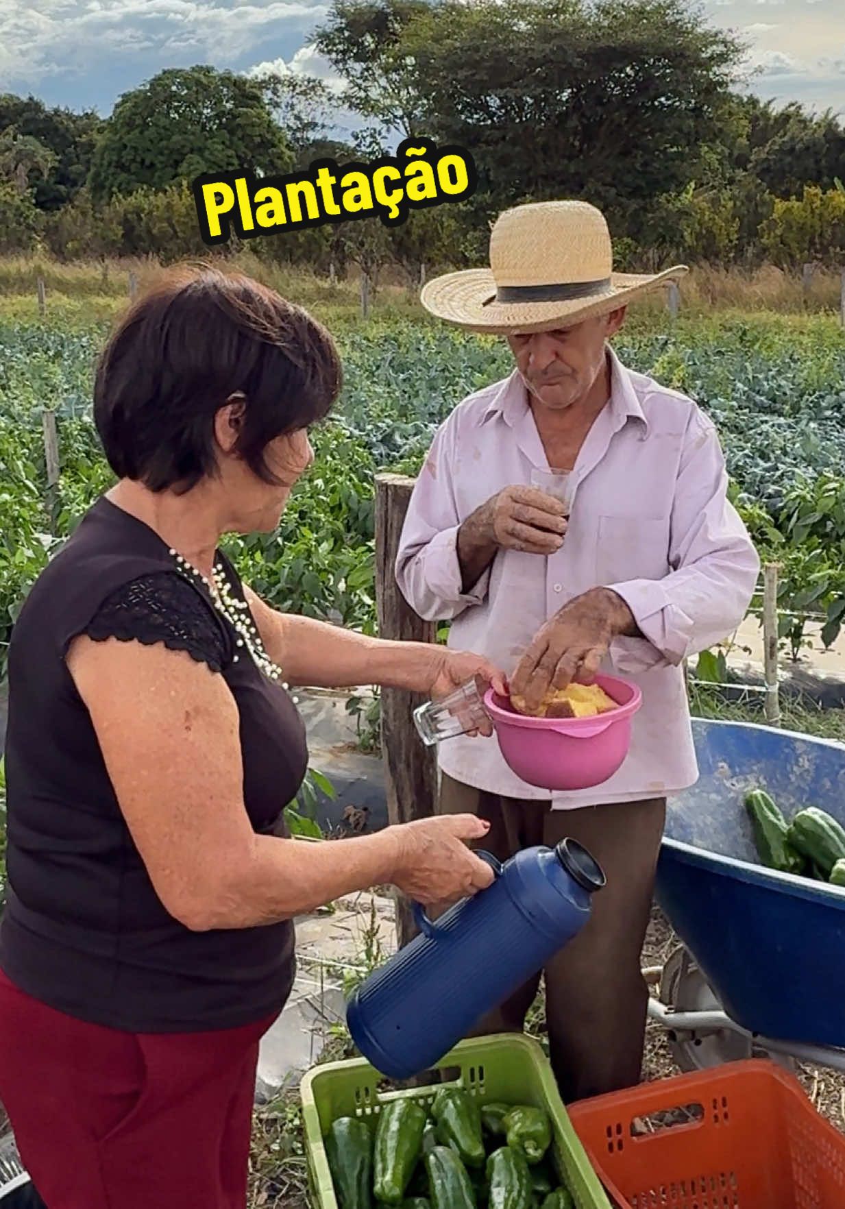 Mostrando nossa plantação #chacaracristal #natureza #colheita 