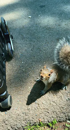 #Squirrel #AIMermaid