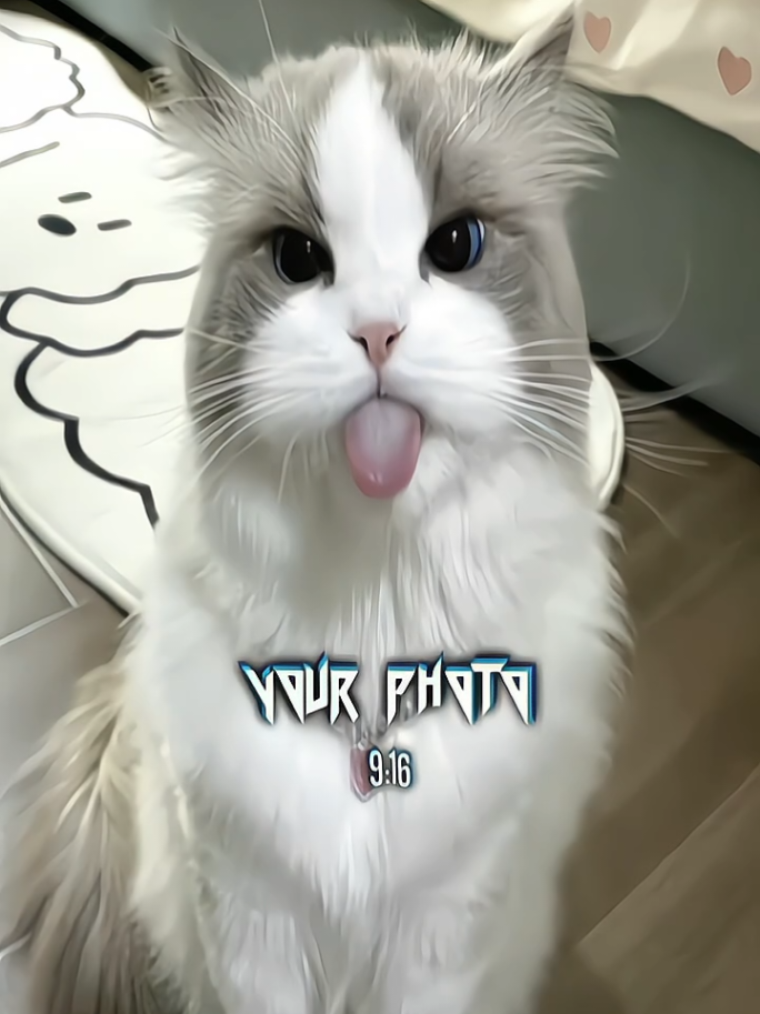 cat 😺, 40fps🔥 #fyp #presetalightmotion #alightmotion#presetmaker #cat  #jjsmooth #40fps #foryou #viral #yourphoto 