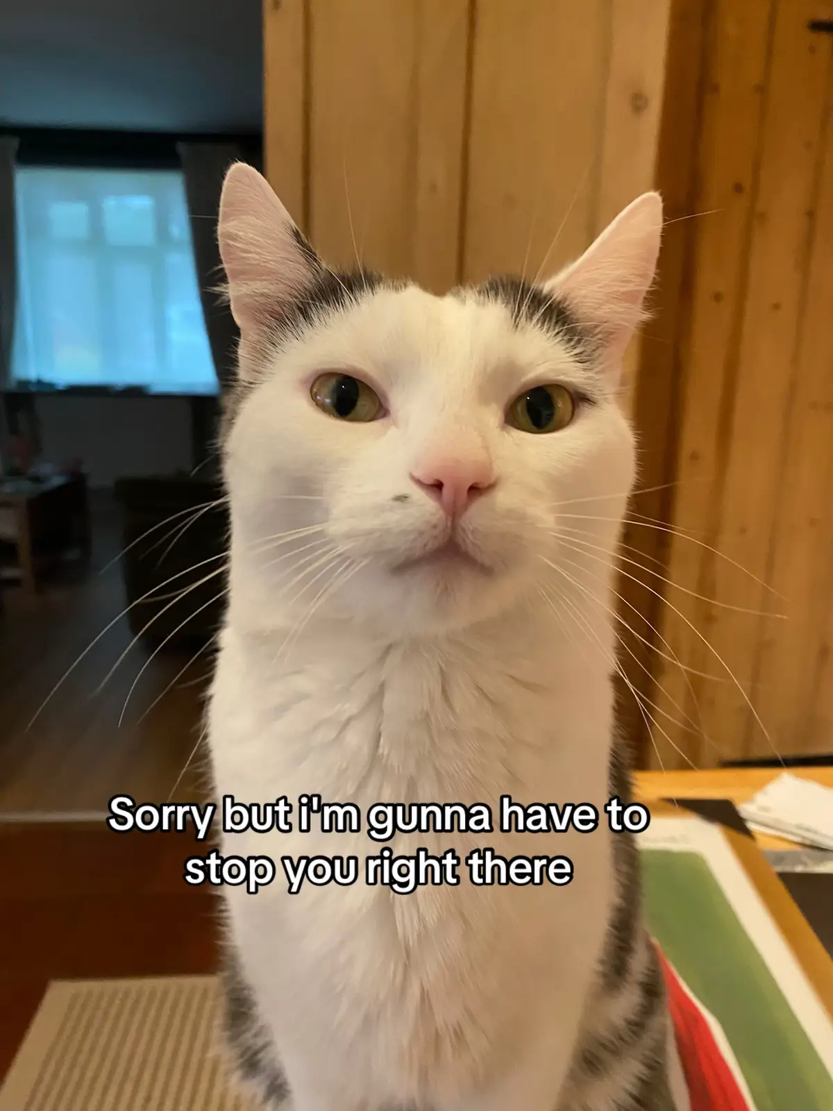 Heston hopes he didn't catch you at a bad time 😬 #catsoftiktok #fyp #fy 