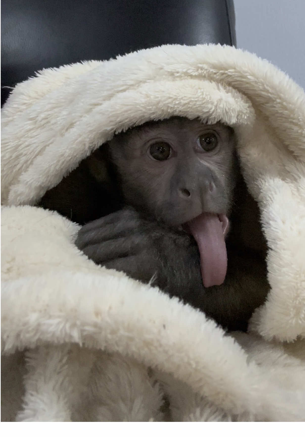 Рая 🐵❤️ внимательно смотрит телевизор 😂😂😂#capuchinRaya #Monkey #fup #capuchinmonkeys #cutetiktok #capuchinLove 