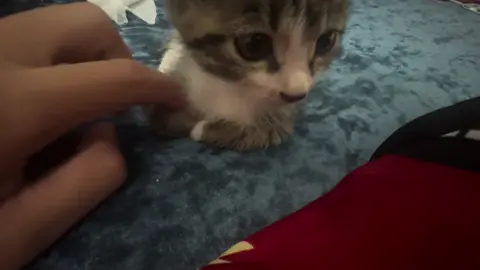 Is there a problem in our relationship?#cutecat #pet #kucing #kitty 