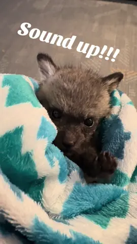 Little female bat eared fox … Love her little noises!! #fox #batearredfox #animals #happy#Love #zoolife #babies #fyp