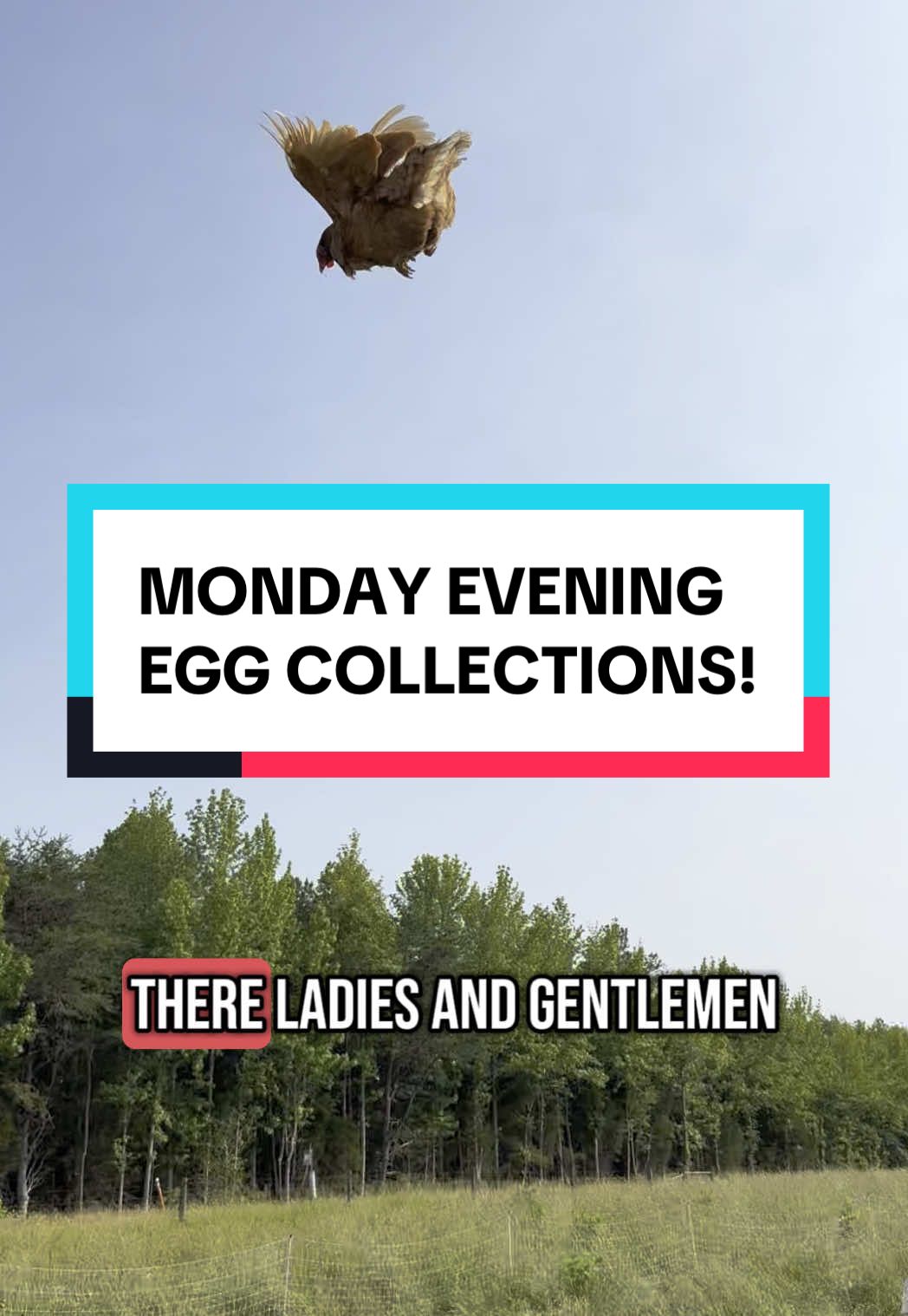 Monday evening egg collections! #sylvanaquafarms #blackbirdcoop #smallfarm #farmlife #eggs #chickens #hens #homestead #offgrid #regenerativeagriculture #virginia #blackfarmers #countrylife 