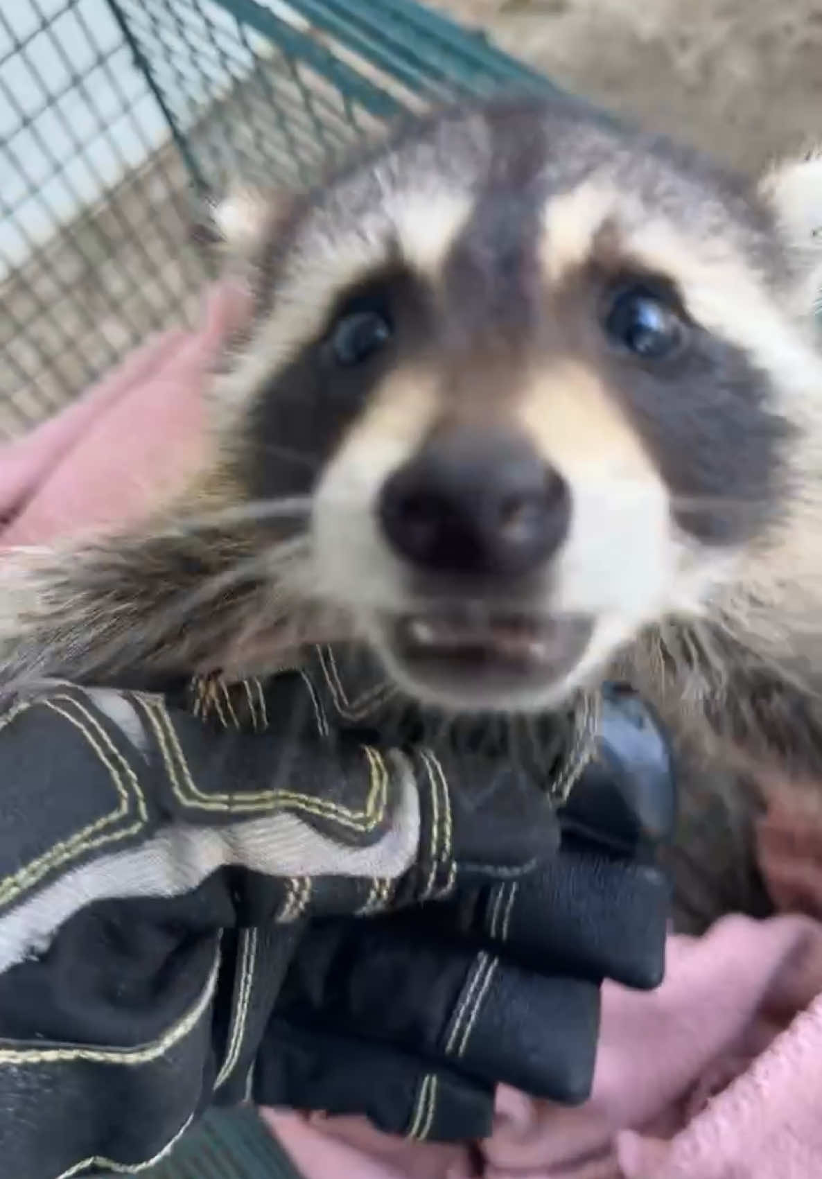 Raccoons are always so ungrateful when you’re trying to help them. 🦝  #wildliferescue