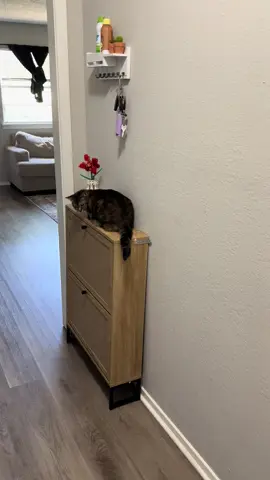I got my new shoes storage ❤️🫢 and as you can see I’m not the only one who likes it , Home sweet home 🏠 🐈❤️ ##homedecor##Organización##shoesstorage##cat#sweetcat
