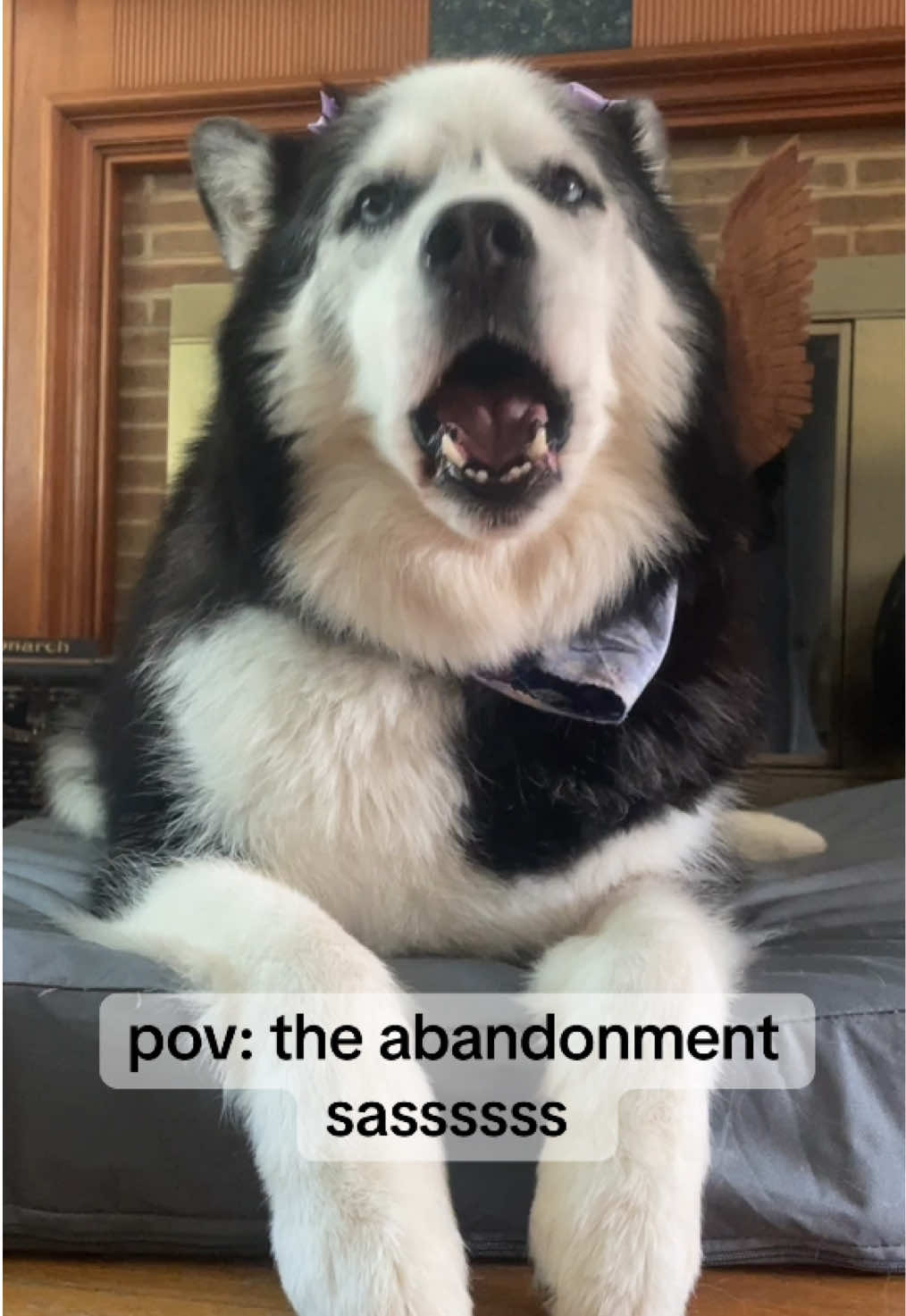 I sprained my ankle pretty bad and had to take Mandy to stay with grandma and grandpa since I can’t walk her 😔… she was SASSY when I came to see her  #talkingdog #husky #malamute #dogsoftiktok #animalsoftiktok 